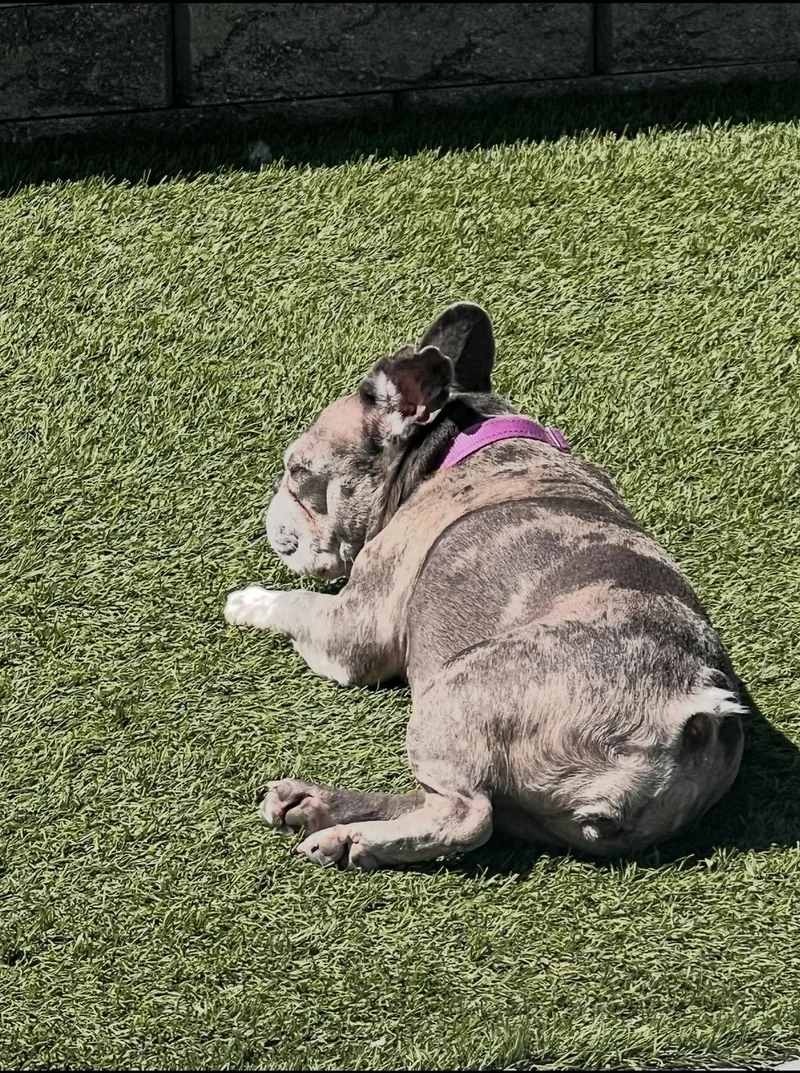 Bella