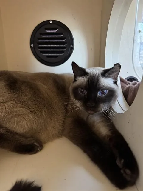 A senior medium-sized male Domestic Short Hair cat named Tommy Twotone for adoption in Louisville, KY