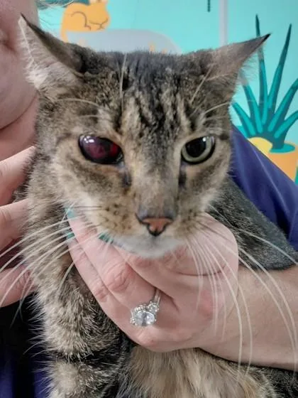 A senior small-sized female Domestic Short Hair cat named Karen for adoption in Conway, AR