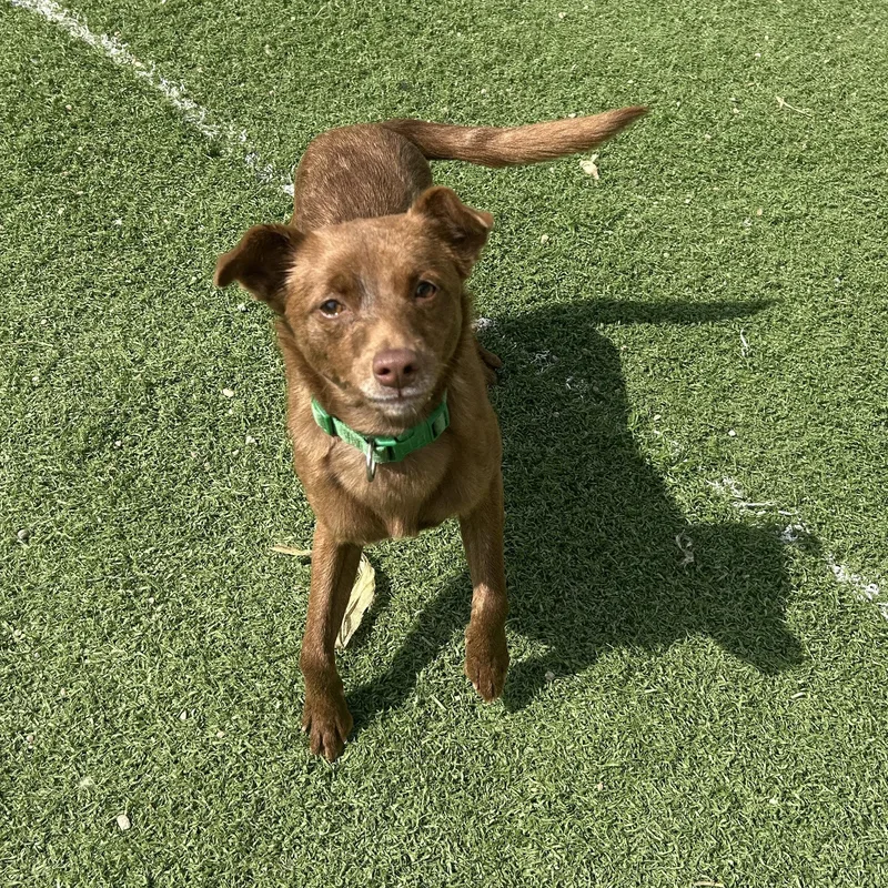 A young small-sized female Chihuahua dog named Brandy for adoption in Seward, NE