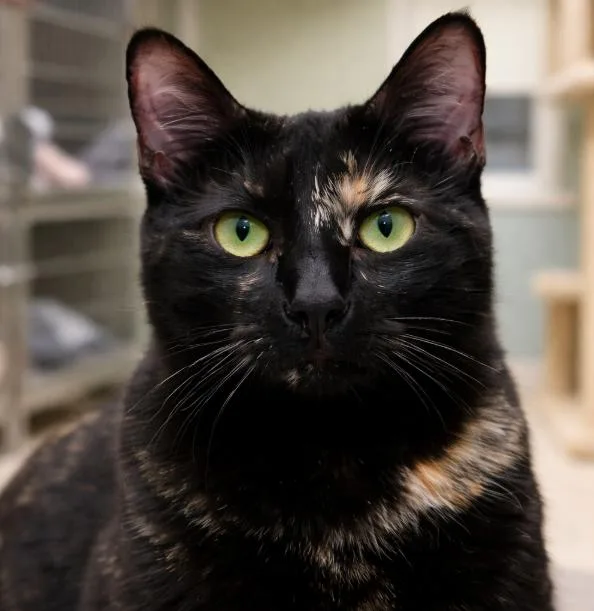 A young medium-sized female Tortoiseshell Tortoiseshell cat named Harlee — A Little for adoption in Hillsboro, TX