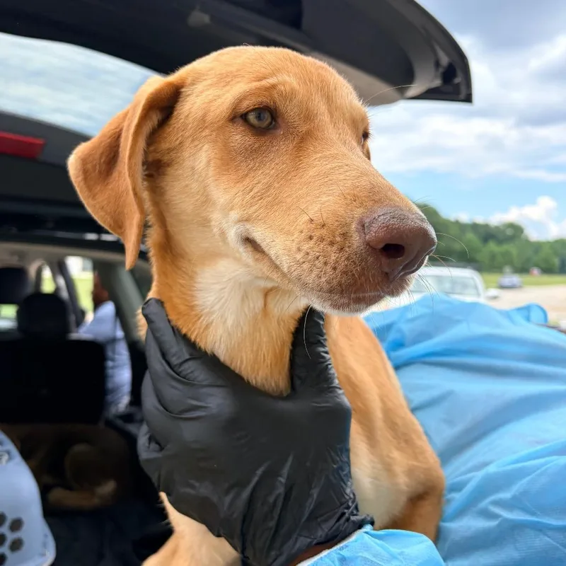 A baby medium-sized female Apricot / Beige Mixed Breed dog named Sunny for adoption in LOXAHATCHEE, FL