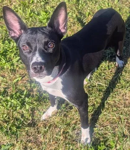 A young medium-sized female Toy Fox Terrier dog named Sun Flower for adoption in Akron, OH