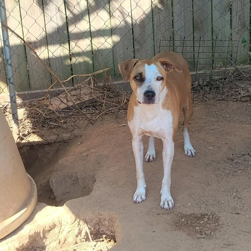 A senior medium-sized female White / Cream Pit Bull Terrier dog named Jolene for adoption in Dover, AR