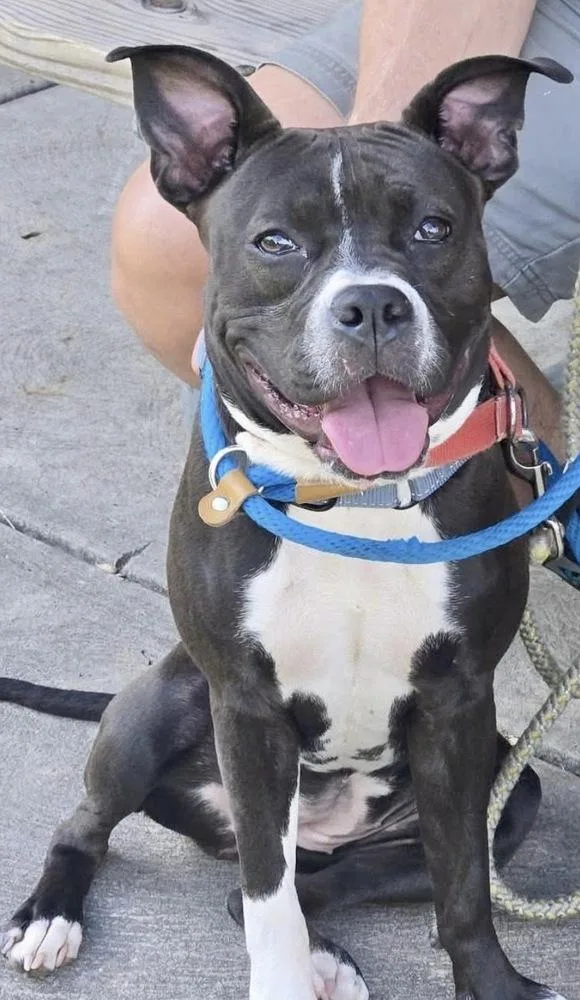 An adult medium-sized female Tricolor (Brown, Black, & White) Pit Bull Terrier dog named Bluebell for adoption in Irwin, PA