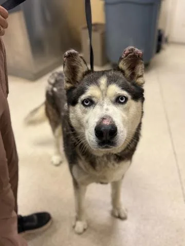 An adult large-sized male Siberian Husky dog named Charles for adoption in Riverside, CA