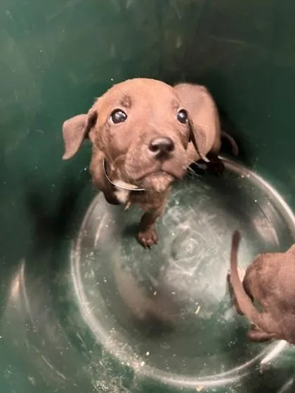 A baby small-sized male Terrier dog named Cookie Monster for adoption in Gastonia, NC