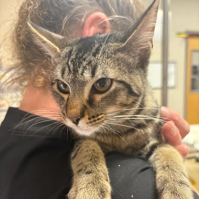 A young small-sized male Domestic Short Hair cat named Princeton  U for adoption in Tupelo, MS