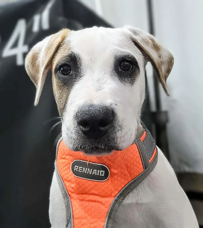 Wishbone thumbnail 2