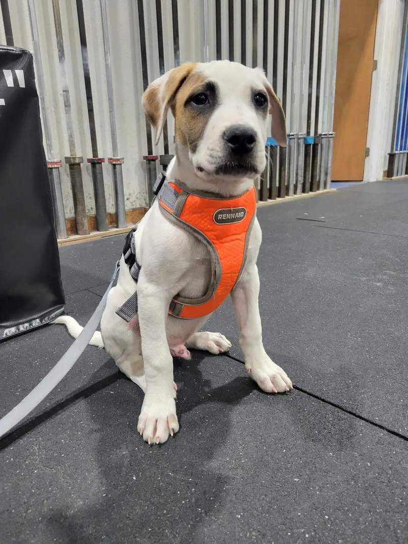 Wishbone thumbnail 3