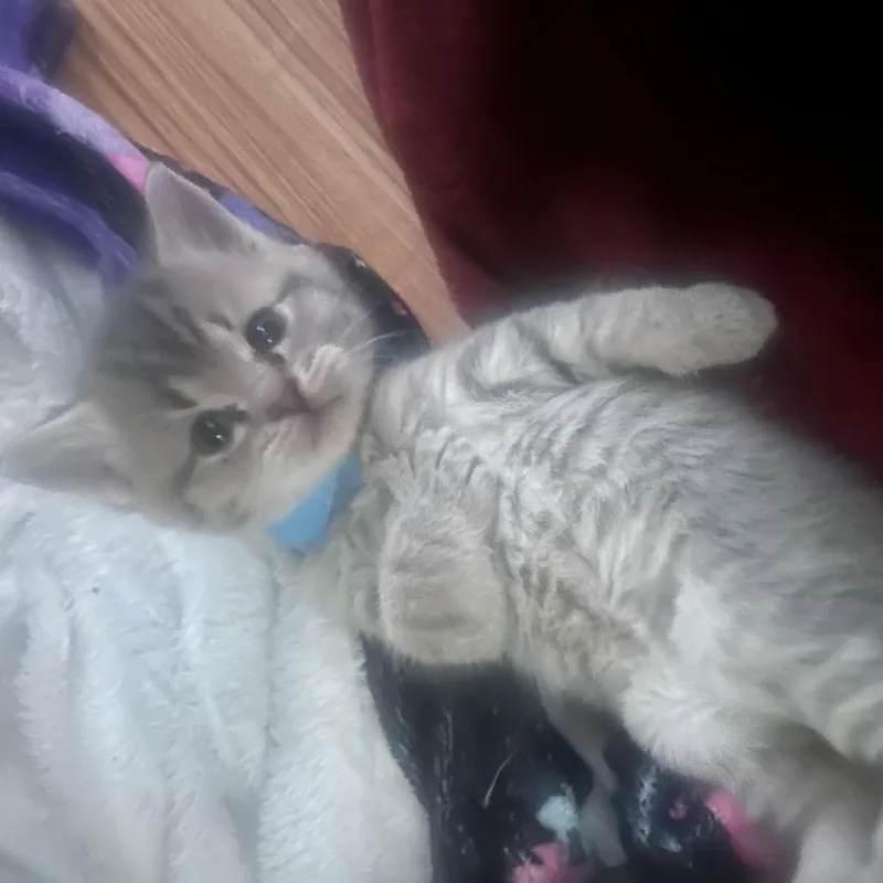 A baby small-sized male Gray / Blue / Silver Domestic Short Hair cat named Kona for adoption in Madison, WI