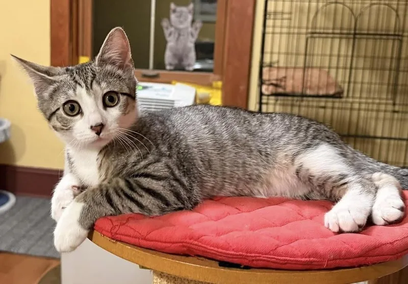 A baby medium-sized male Domestic Short Hair cat named Cheddar for adoption in Beacon, NY