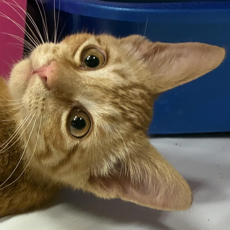 A baby small-sized male Domestic Short Hair cat named Darryl for adoption in Santa Fe, NM