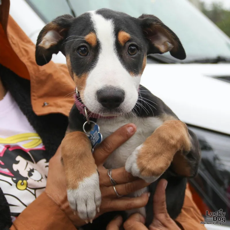 A baby large-sized female Spaniel dog named Christa for adoption in Washington, DC