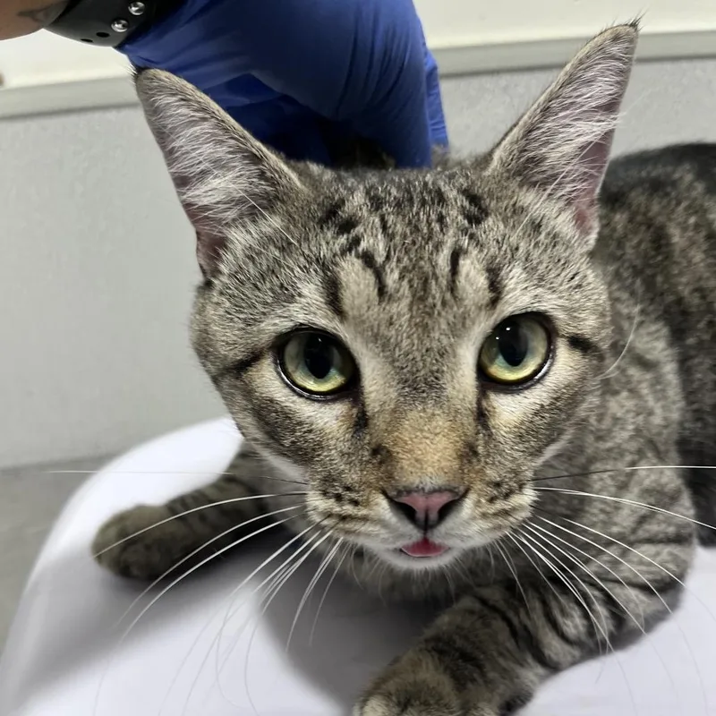 An adult medium-sized male Domestic Short Hair cat named Bones for adoption in Tampa, FL