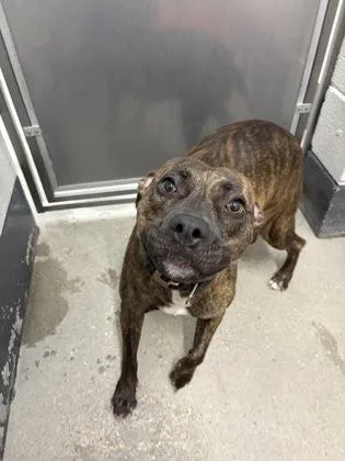 An adult medium-sized female Mixed Breed dog named Lilly for adoption in West Chester, PA