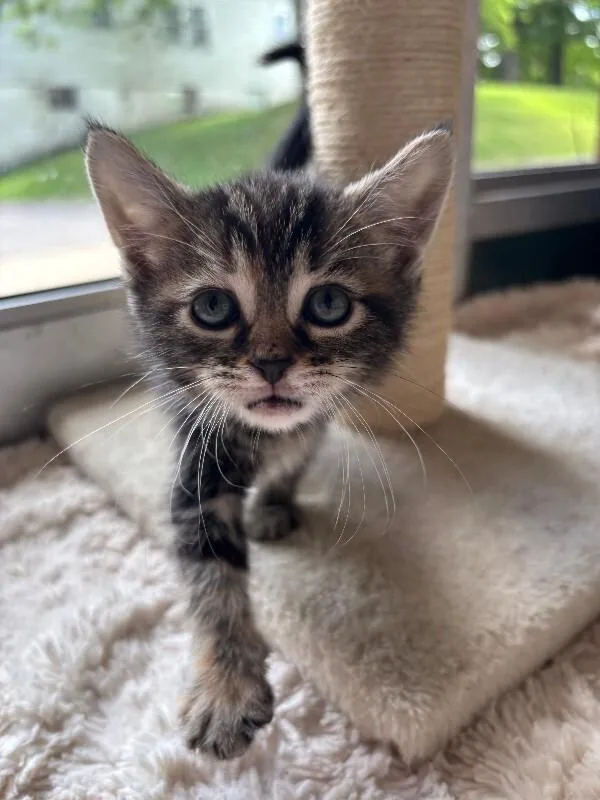 A young medium-sized female Domestic Short Hair cat named Blue for adoption in Cortland, NY