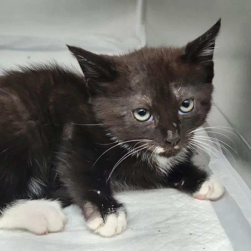 A baby small-sized male Black Domestic Short Hair cat named This Is James for adoption in Sarasota, FL