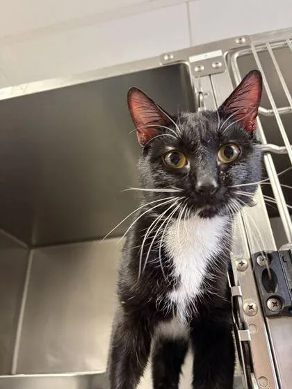 An adult small-sized male Domestic Short Hair cat named Wren for adoption in Shawano, WI