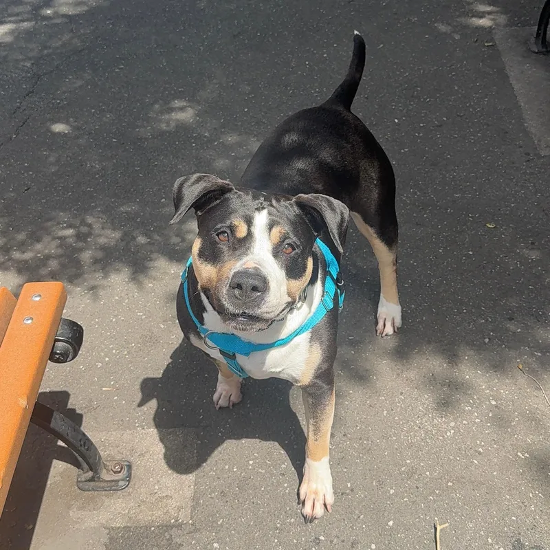 An adult large-sized female Tricolor (Brown, Black, & White) Mixed Breed dog named Sheera for adoption in Vassalboro, ME