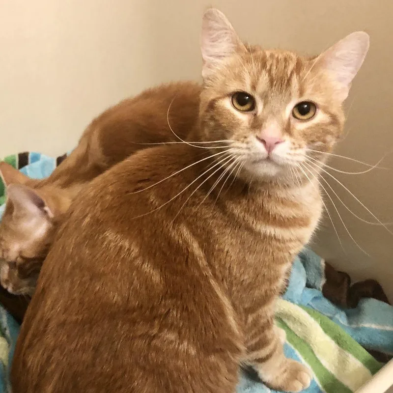 An adult medium-sized female Tabby (Orange / Red) Domestic Short Hair cat named Dandelion for adoption in Dover, DE