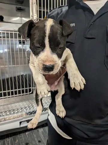 A baby small-sized male Pit Bull Terrier dog named Jinx for adoption in Dayton, OH
