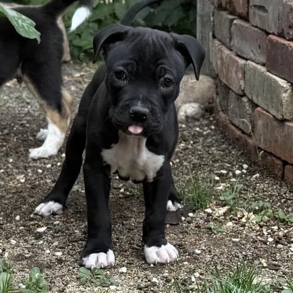 A baby small-sized male Black Pit Bull Terrier dog named Bugsly for adoption in Parker, CO