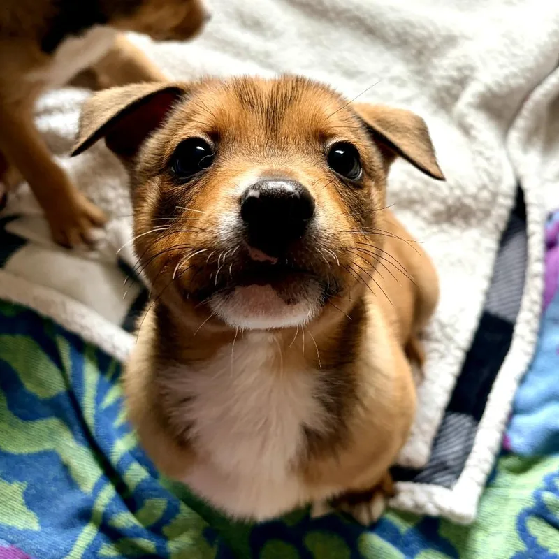 A baby small-sized male Brown / Chocolate Terrier dog named Tate for adoption in Bessemer, AL
