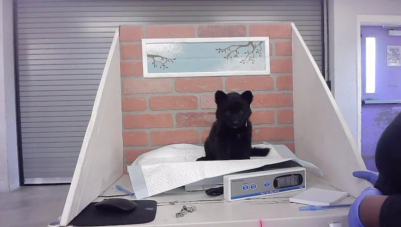 A baby small-sized female Husky dog named A for adoption in Houston, TX