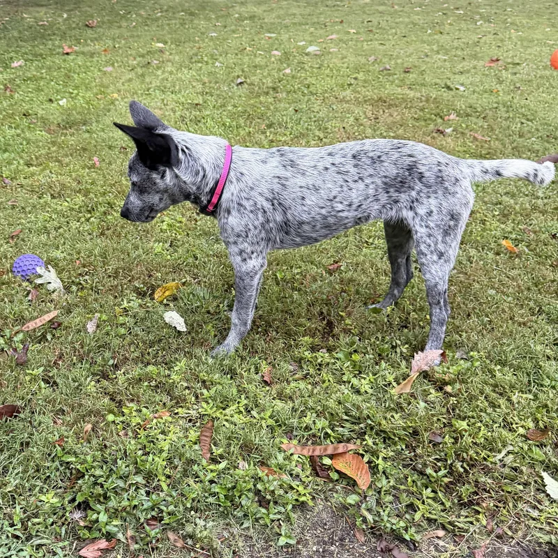 A baby medium-sized female Black Australian Cattle Dog / Blue Heeler dog named Missy for adoption in Richmond, VA