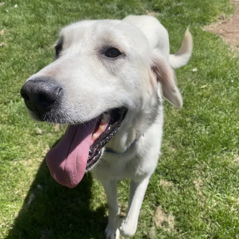 An adult large-sized female White / Cream Great Pyrenees dog named Rhaenyra for adoption in Branford, CT