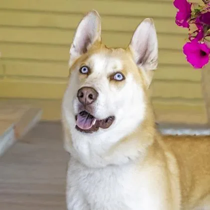 An adult medium-sized male Siberian Husky dog named Percy for adoption in Camano Island, WA