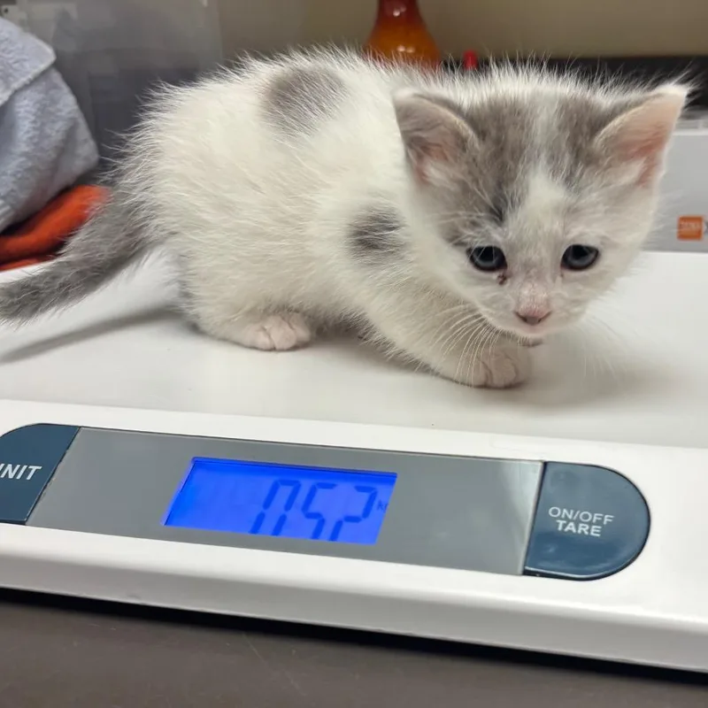A baby small-sized female Gray / Blue / Silver Domestic Short Hair cat named Ube for adoption in Columbus, GA