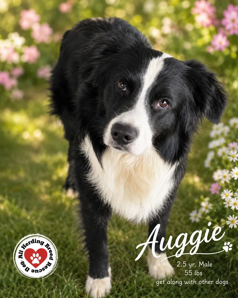A young medium-sized male Black Border Collie dog named Auggie for adoption in Joliet, IL