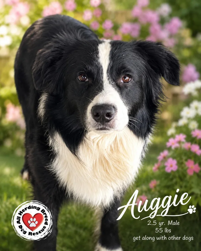Auggie thumbnail 2