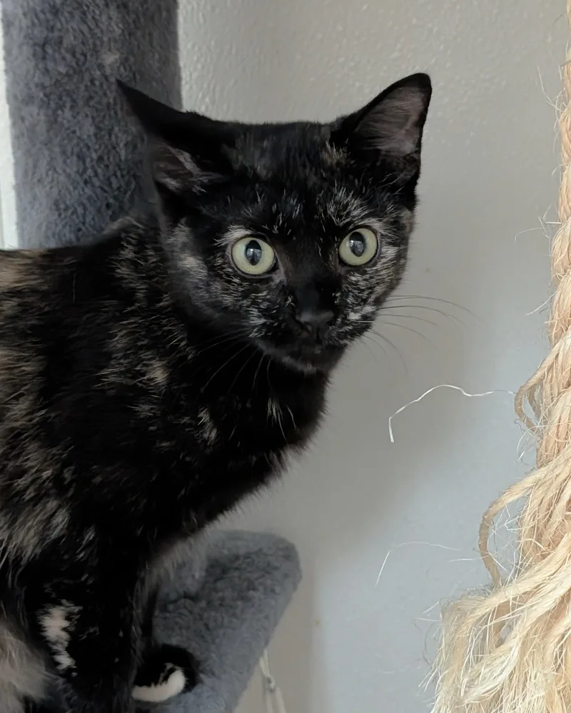 A young medium-sized female Tortoiseshell Domestic Short Hair cat named Danielle for adoption in Decatur, IL