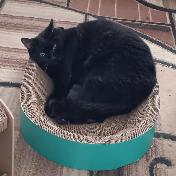 An adult small-sized female Black Bombay cat named Misty Bonded With for adoption in Bristol, IN