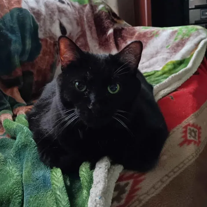 Misty  Bonded With thumbnail 2