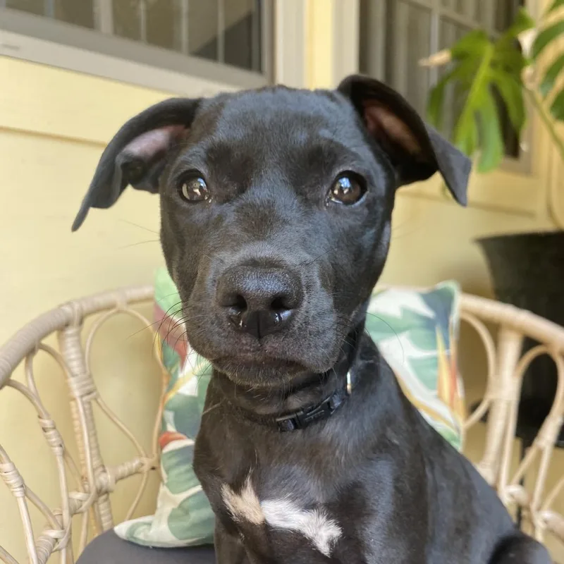 A baby small-sized female Black Coonhound dog named Gato for adoption in Wahiawa, HI