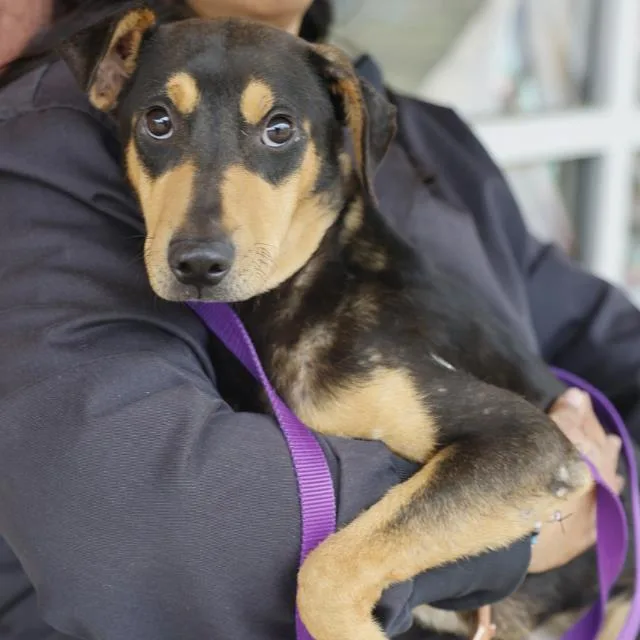 A young medium-sized male Terrier dog named Rincon for adoption in San Antonio, TX