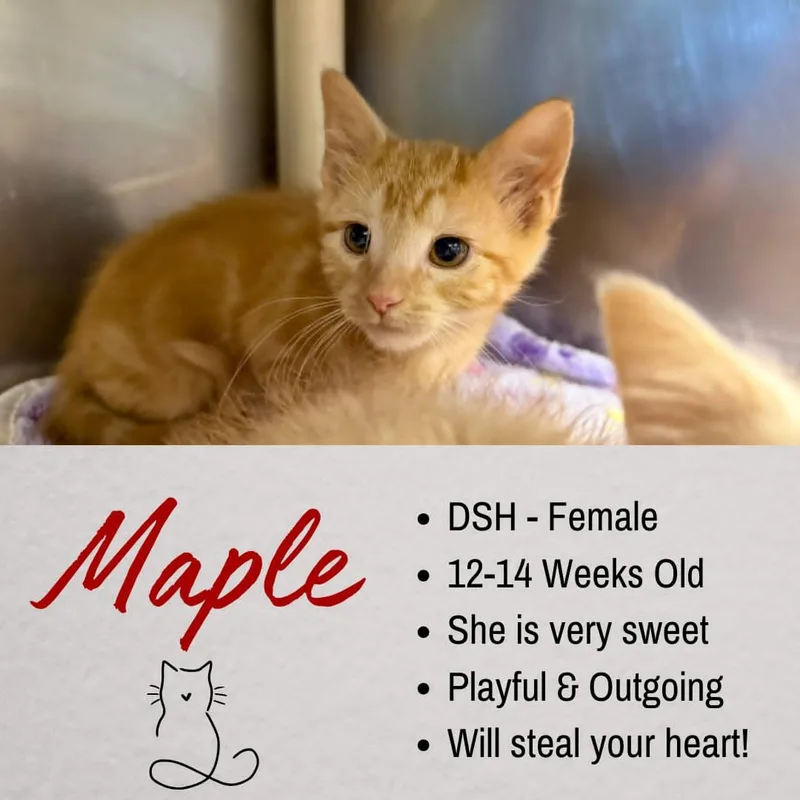 Maple