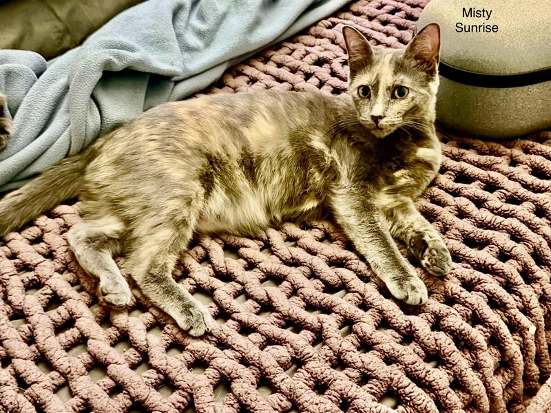 A young small-sized female Dilute Tortoiseshell cat named Misty Sunrise for adoption in Jackson, GA