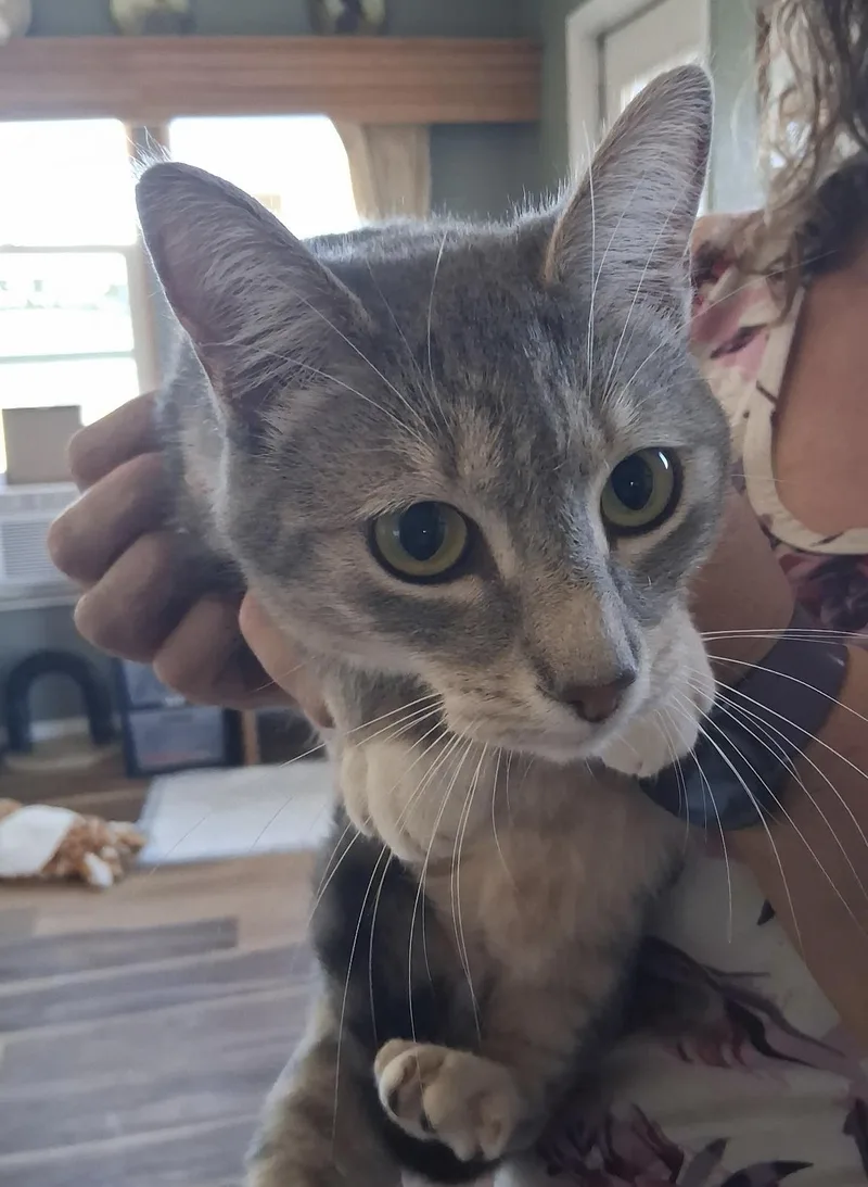 A young medium-sized female Domestic Short Hair cat named Ivory for adoption in Deming, NM