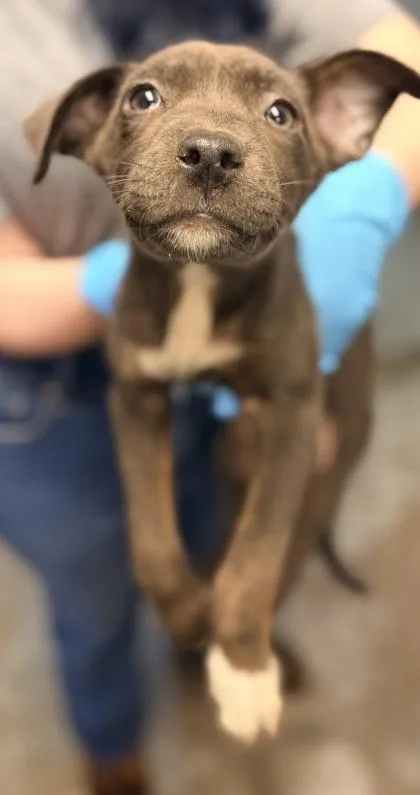 A young small-sized female Shepherd dog named Tea Cup for adoption in Bowling Green, KY