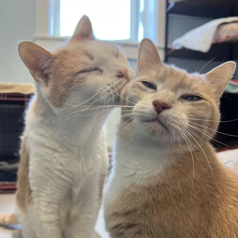 A senior small-sized male Orange / Red Domestic Short Hair cat named Muffin for adoption in Boston, MA
