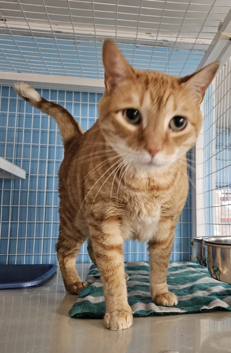 A young medium-sized male Domestic Medium Hair cat named Paris for adoption in Claremont, NH