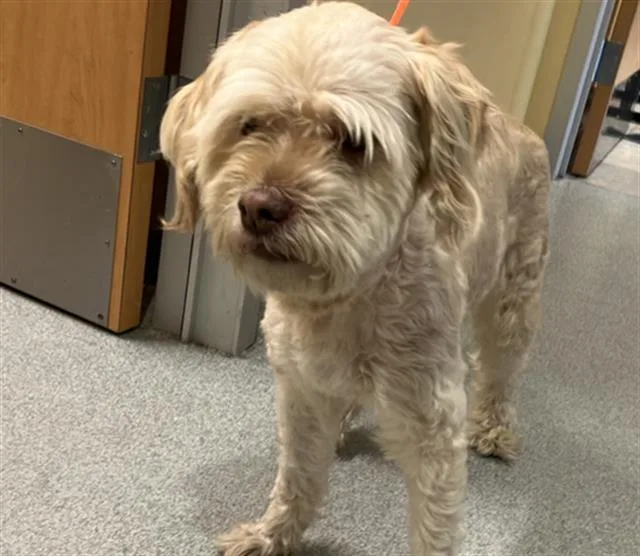 An adult medium-sized male Wheaten Terrier dog named Bailey for adoption in Tustin, CA