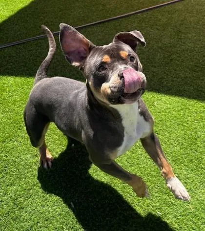 Durinrocco thumbnail 2