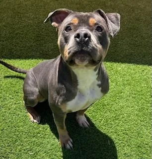 Durinrocco thumbnail 3