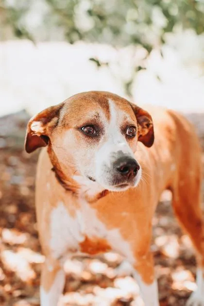 An adult medium-sized female Hound dog named A Bella White Socks for adoption in North Charleston, SC